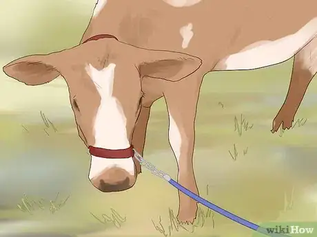 Image titled Raise Bucket Calves Step 11