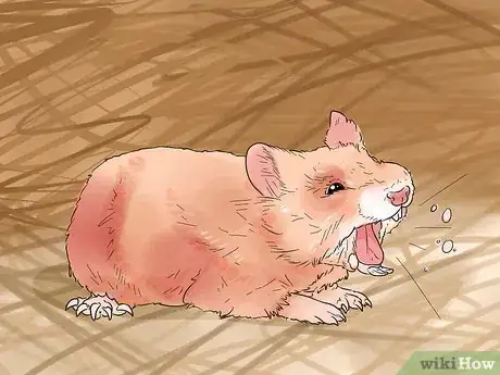 Image titled Diagnose and Treat Allergies in Hamsters Step 1