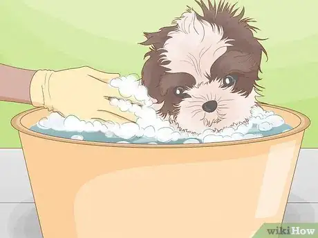 Image titled Diagnose and Treat Your Dog's Itchy Skin Problems Step 16