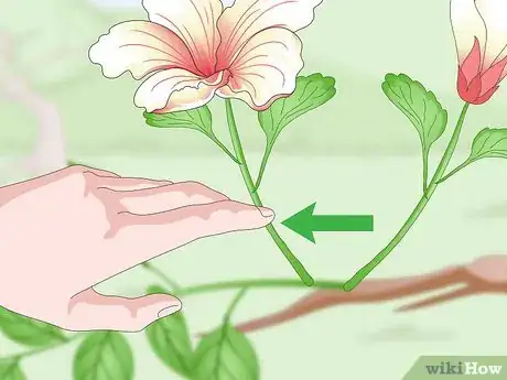 Image titled Identify Flowers Step 10