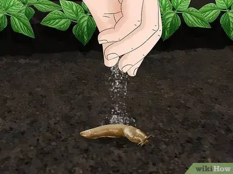 Image titled Does Salt Kill Slugs Step 5