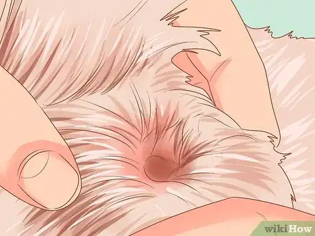 Image titled Take Care of a West Highland White Terrier Step 10