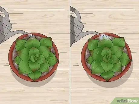 Image titled Water Succulents Step 8