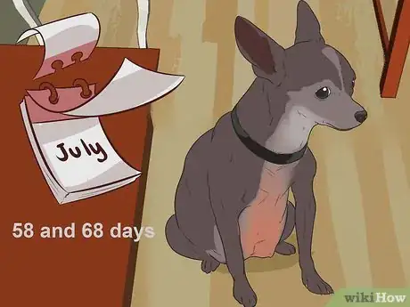 Image titled Help Your Chihuahua During Labor Step 1