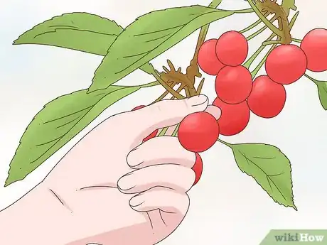 Image titled Grow Cherries Step 24