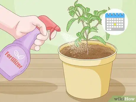 Image titled Grow Tulsi Step 10