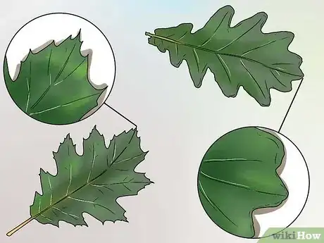 Image titled Identify Oak Leaves Step 2