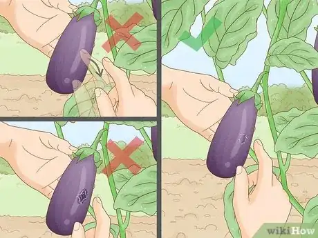 Image titled Harvest Eggplant Step 3