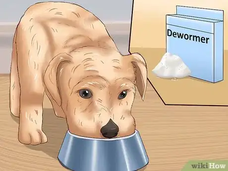 Image titled Identify Different Dog Worms Step 18