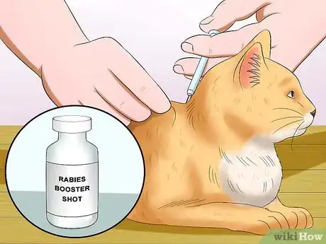 Image titled Tell if a Cat Has Rabies Step 7