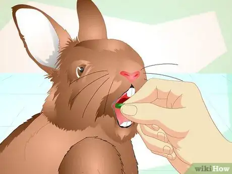 Image titled Deliver Oral Medication to Rabbits Step 7