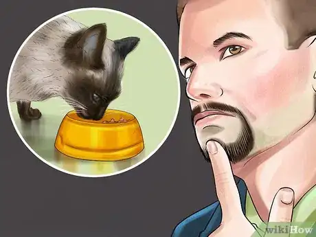 Image titled Care for Siamese Kittens Step 1