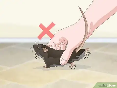 Image titled Tame a Rat Step 15