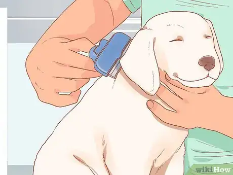 Image titled Take Care of a Labrador Puppy Step 20