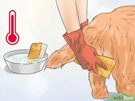 Image titled Manage Postpartum Shedding in Dogs Step 3