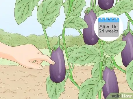 Image titled Harvest Eggplant Step 1