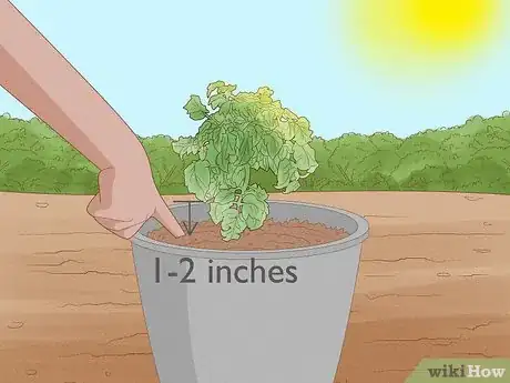 Image titled Grow Tomatoes in Pots Step 13