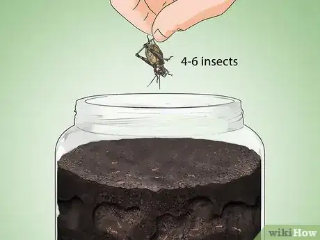 Image titled Care for Ants Step 10