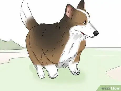 Image titled Identify a Cardigan Welsh Corgi Step 11