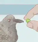 Feed a Baby Pigeon