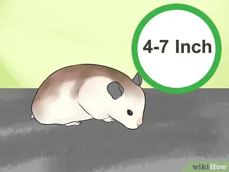 Image titled Know if a Hamster Is Right for You Step 14