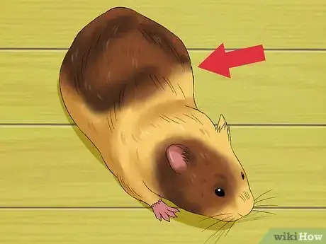 Image titled Know when Your Hamster Is Pregnant Step 5