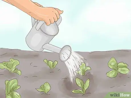 Image titled Plant Lettuce Step 13