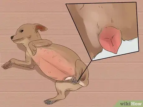 Image titled Help Your Chihuahua During Labor Step 7