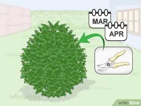 Image titled Prune Yews Step 1