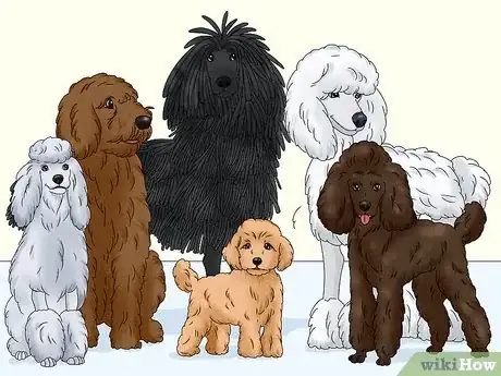 Image titled Identify a Poodle Step 8