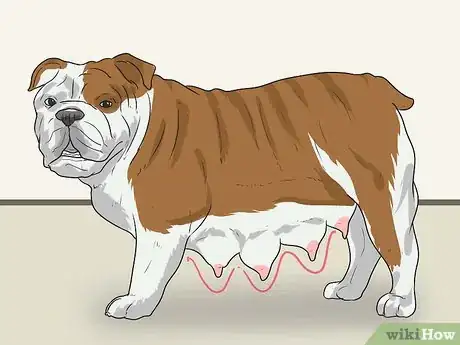 Image titled Breed English Bulldogs Step 24