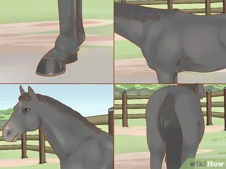 Image titled Judge a Horse Step 12