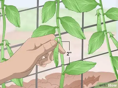 Image titled Grow Sugar Snap Peas Step 14