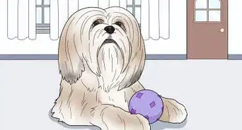 Identify a Lhasa Apso