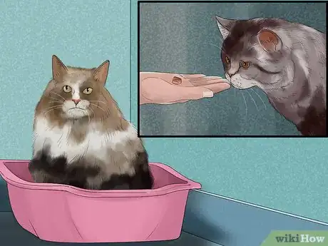 Image titled Give a Kitten Treats Step 6