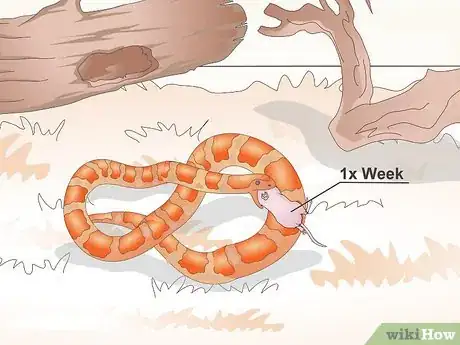 Image titled Care for Baby Cornsnakes Step 11