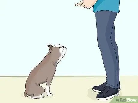 Image titled Identify a Boston Terrier Step 13