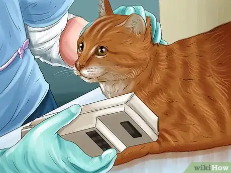 Image titled Diagnose and Treat the Cause of Deformed Cat Nails Step 7