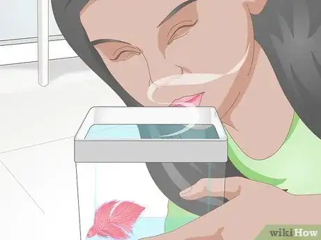 Image titled Pick a Betta Fish Step 11