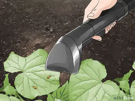 Image titled Get Rid of Cucumber Beetles Step 7