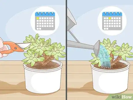 Image titled Prune Succulents Step 3