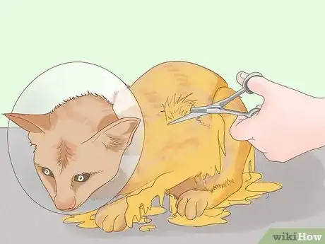 Image titled Remove Oil from a Cat Step 3