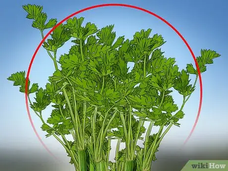 Image titled Harvest Celery Step 5