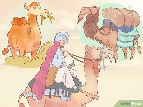 Image titled Buy a Camel Step 2