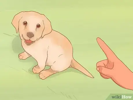 Image titled Take Care of a Labrador Puppy Step 12