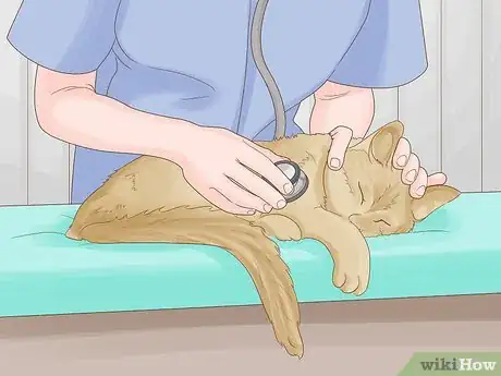 Image titled Remove Oil from a Cat Step 9