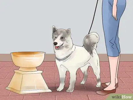 Image titled Train Your Dog for a Dog Show Step 10