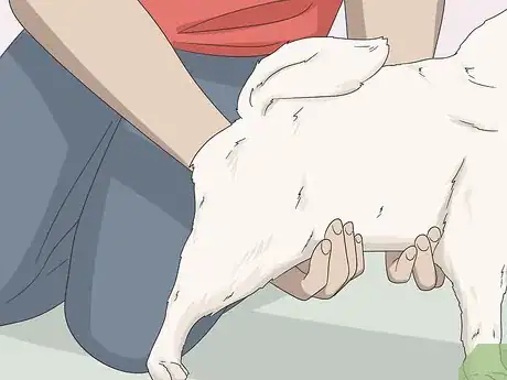 Image titled Express a Paralyzed Dog's Bladder Step 12