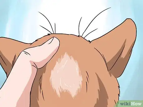 Image titled Deal with Hair Loss in Cats Step 8