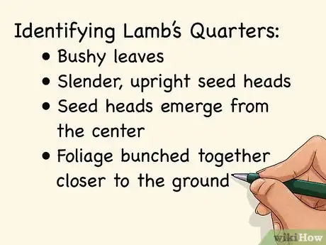 Image titled Harvest Lamb's Quarters Step 1